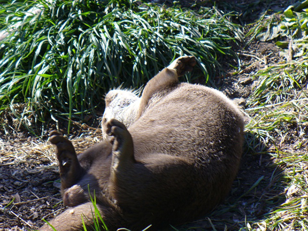 Otter Gobbles Up an Egg and Warms His Belly in the Sunlight 2
