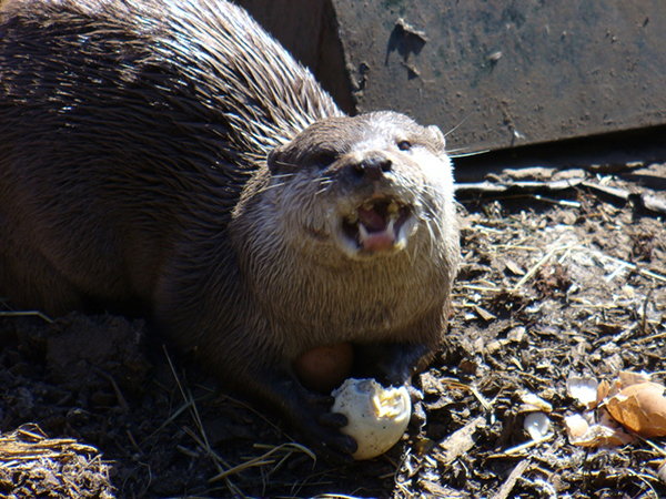 Otter Gobbles Up an Egg and Warms His Belly in the Sunlight 1