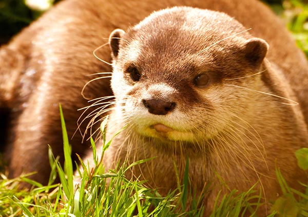 Otter Relaxes in the Grass and Sunlight