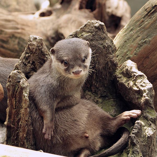 A Hollow Tree Stump Makes a Good Seat for an Otter