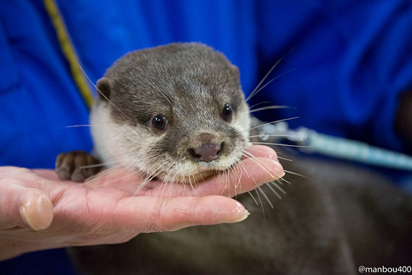 Otter Rests His Chin on Human's Hand