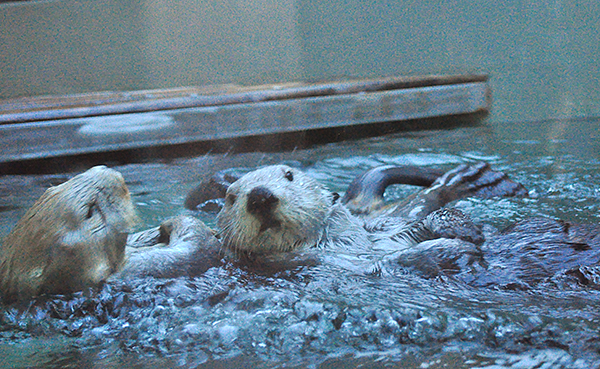 Floating Sea Otter Bumps Into Her Friend