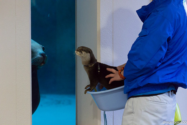 Otter "Meets" a Sea Lion