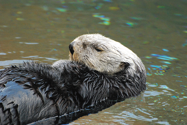 Grumpy Sea Otter Folds Her Paws