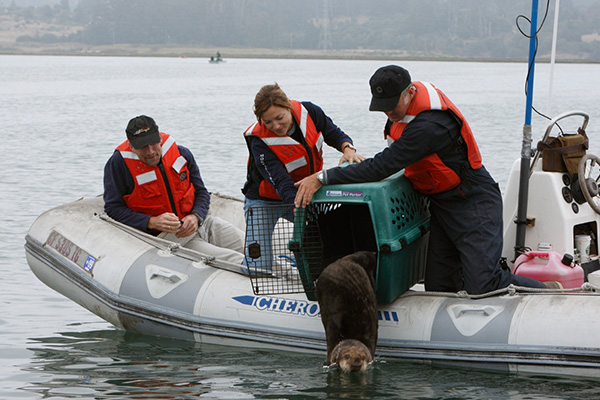 Sea Otter Is Released Back into the Wild