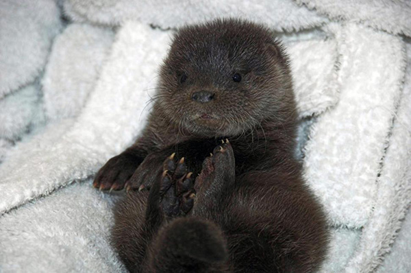 Abandoned Otter Pup Recovers After a Night in the Cold 1