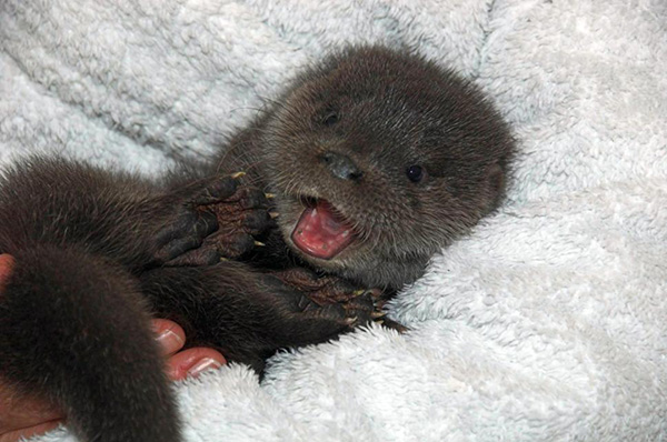 Abandoned Otter Pup Recovers After a Night in the Cold 2