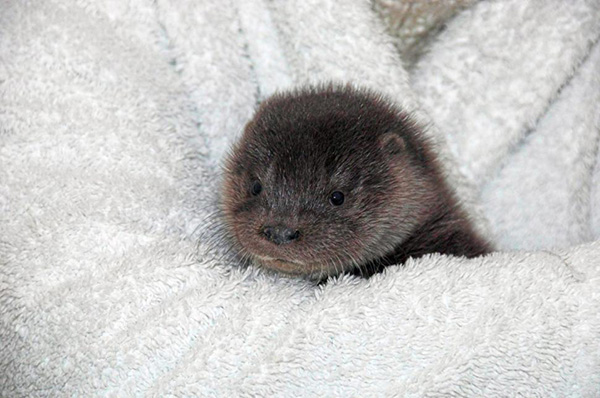 Abandoned Otter Pup Recovers After a Night in the Cold 3