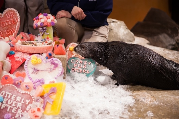Sea Otters at Georgia Aquarium Celebrate Valentine's Day 1