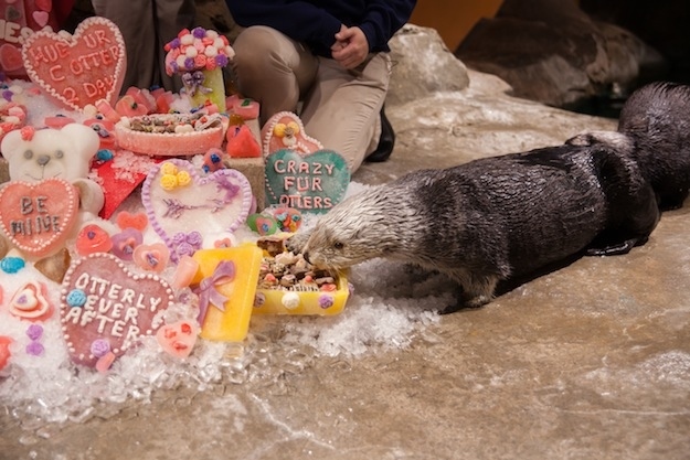 Sea Otters at Georgia Aquarium Celebrate Valentine's Day 2