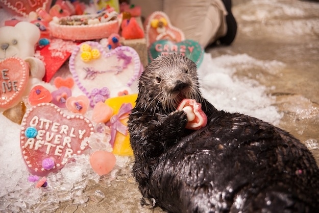 Sea Otters at Georgia Aquarium Celebrate Valentine's Day 3