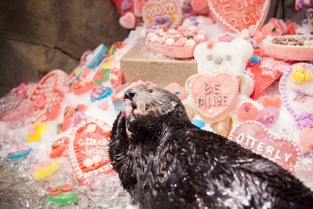 Sea Otters at Georgia Aquarium Celebrate Valentine's Day 4