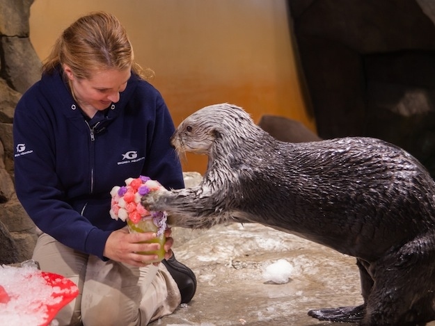 Sea Otters at Georgia Aquarium Celebrate Valentine's Day 5