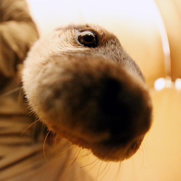 Curious Otter Noses Up to the Camera