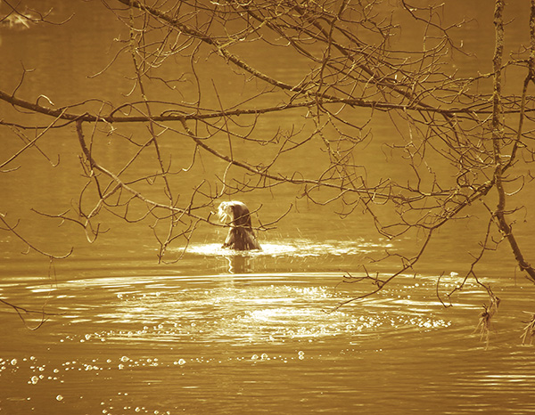 Otter Enjoys a Swim in the Sunlight