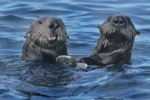 Sea Otter Mother and Pup Share a Clam