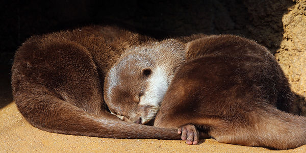 Otters Cozy Up for a Nap, One with His Paw on the Other's Tail