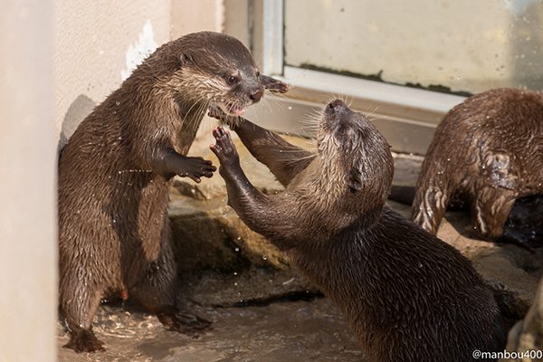 Otter Scares His Friend with His Monster Impression