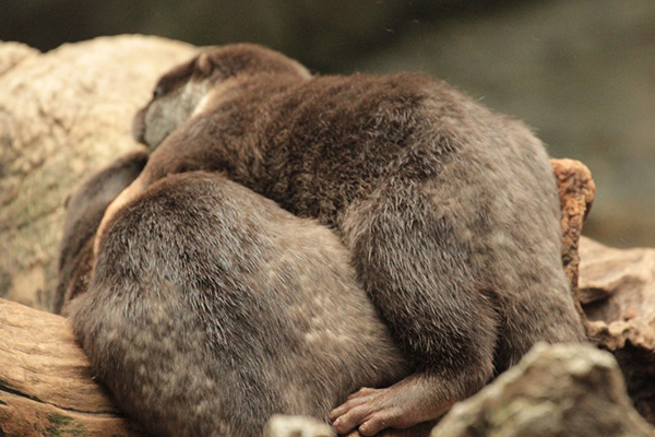 Supportive Otter Puts an Arm Around His Friend