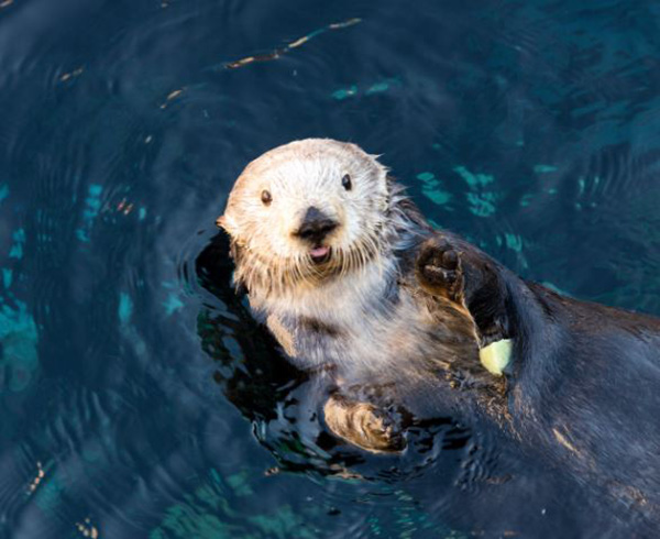 Sea Otter Keeps a Snack for Later Under Her Arm