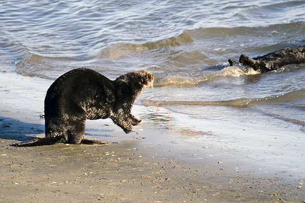 Sea Otter Heads to the Water to Join His Friend