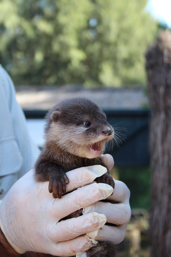 New Otter Pups at Australia's Taronga Zoo! 1