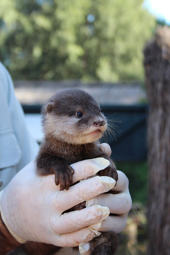 New Otter Pups at Australia's Taronga Zoo! 2