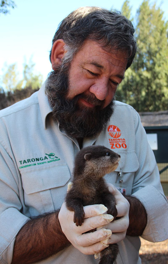 New Otter Pups at Australia's Taronga Zoo! 3