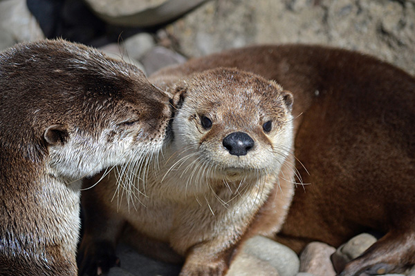 Otter Nuzzles His Friend