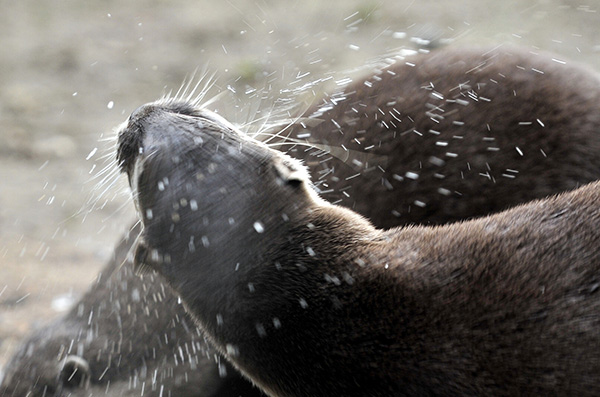 Otter Shakes Water Off His Fur