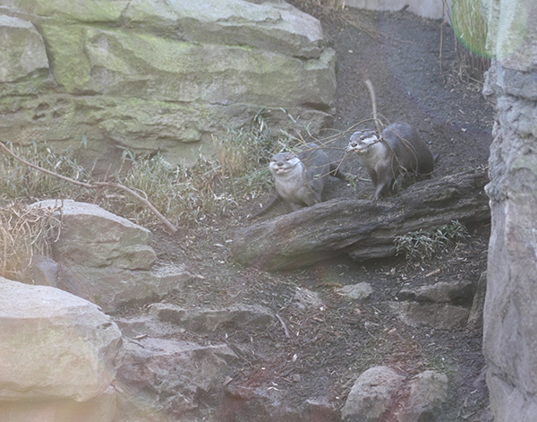Otters Use Teamwork to Gather Branches for a Nest 2