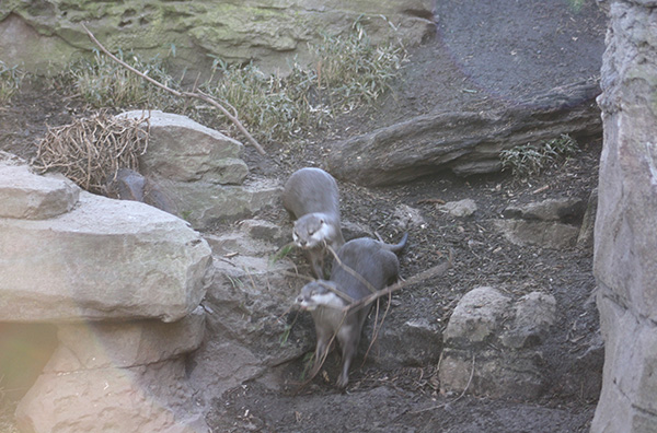 Otters Use Teamwork to Gather Branches for a Nest 3
