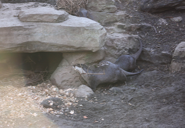 Otters Use Teamwork to Gather Branches for a Nest 4