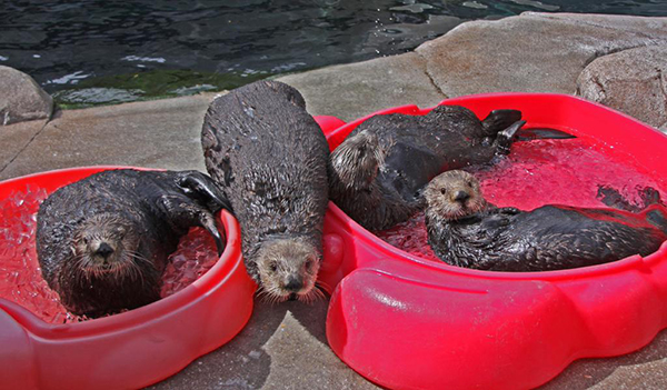 Sea Otters Lounge in Their Puppy Pools