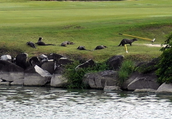Otters Take Over a Golf Course