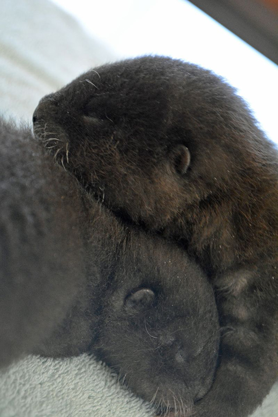 Newborn Otter Pups at Rosamond Gifford Zoo! 1