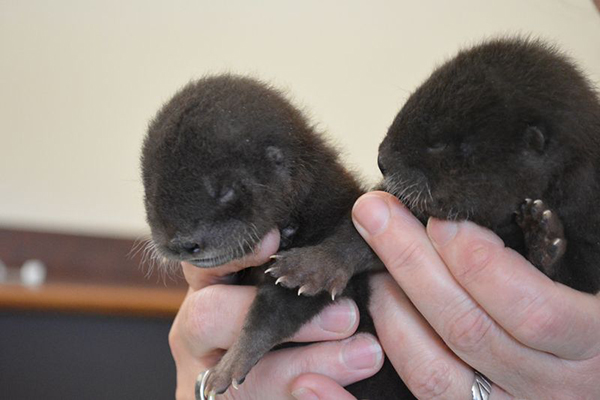 Newborn Otter Pups at Rosamond Gifford Zoo! 3