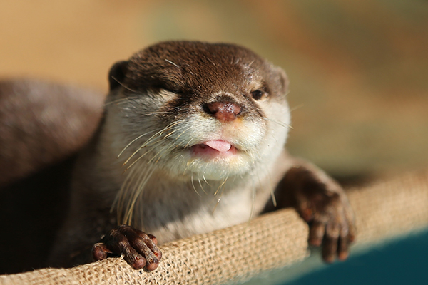 Otter Sticks Out His Tongue at the Photographer