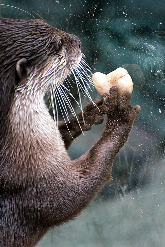 Who Will Accept Otter's Heart-Shaped Rock?