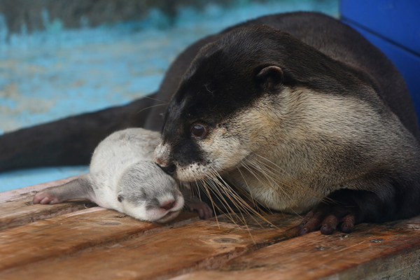 Mother Otter Keeps an Eye on Her Tiny Pup 2