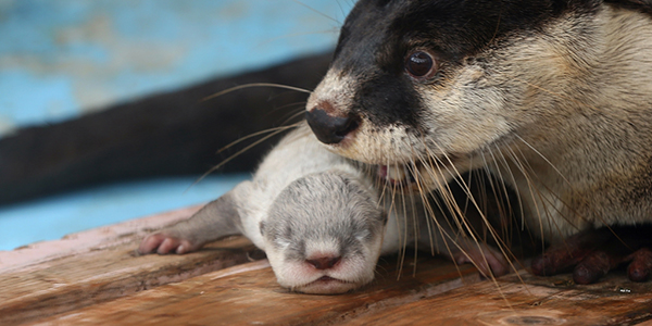 Mother Otter Keeps an Eye on Her Tiny Pup 3