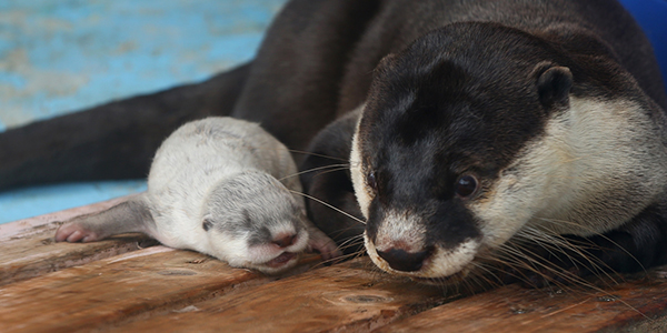 Mother Otter Keeps an Eye on Her Tiny Pup 4