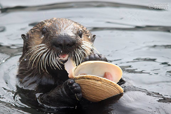 Nothing But the Freshest Seafood for Sea Otter