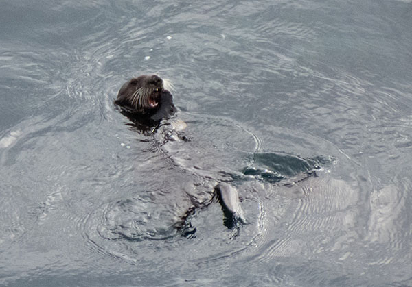 Sea Otter Has a Big Yawn