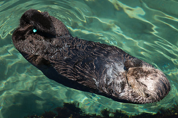 Wild Sea Otter Naps in Monterey Bay Aquarium's Outside Pool 1