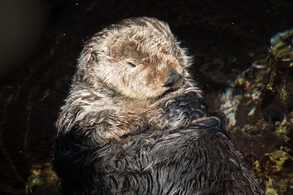 Wild Sea Otter Naps in Monterey Bay Aquarium's Outside Pool 2