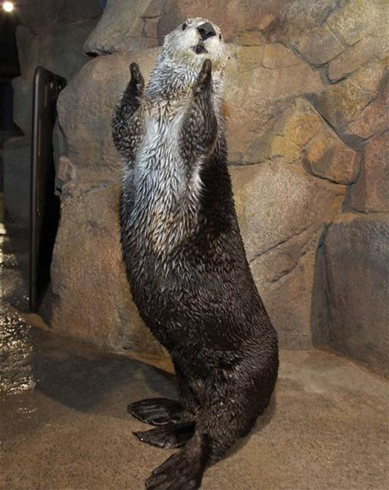 Sea Otter Wants Everyone to Clap Their Hands