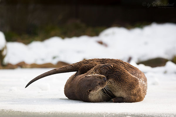 Otters Have a Tussle in the Snow