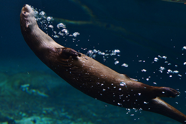 Otter Gracefully Swims Backwards