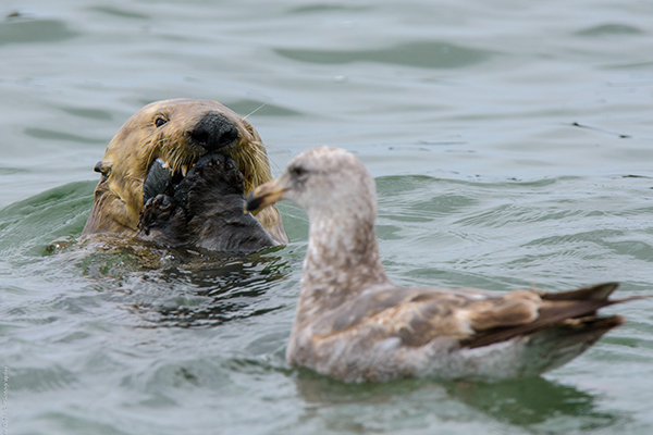 Sea Otter Gobbles Up Her Clam Before the Bird Can Steal It